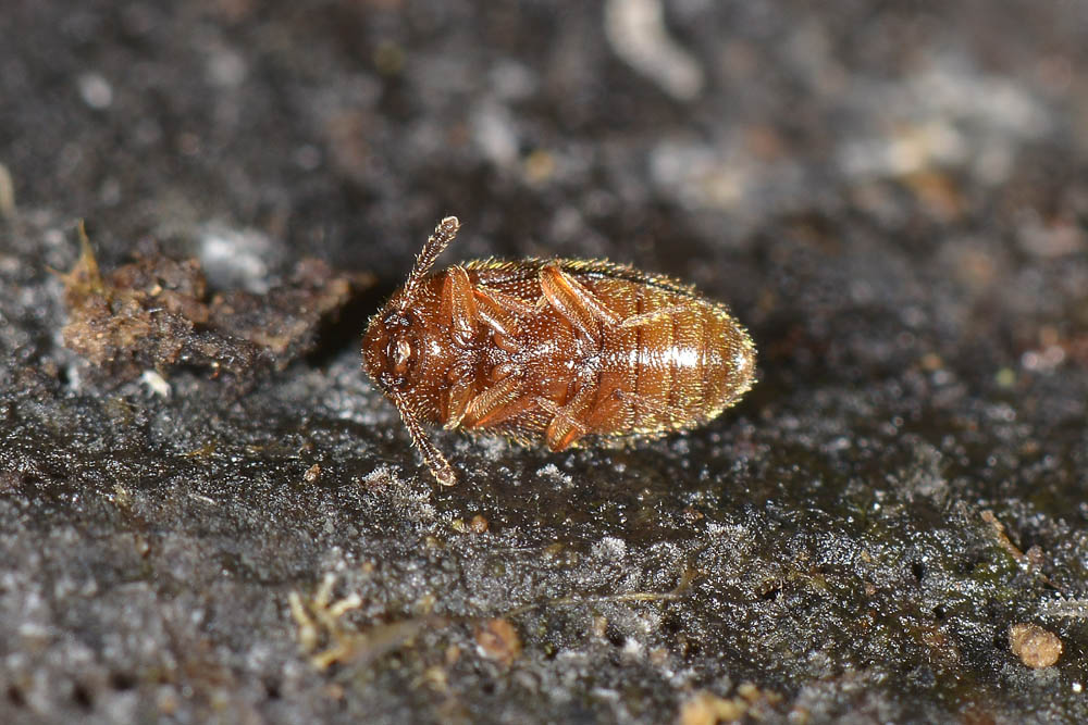 Triphyllus bicolor?